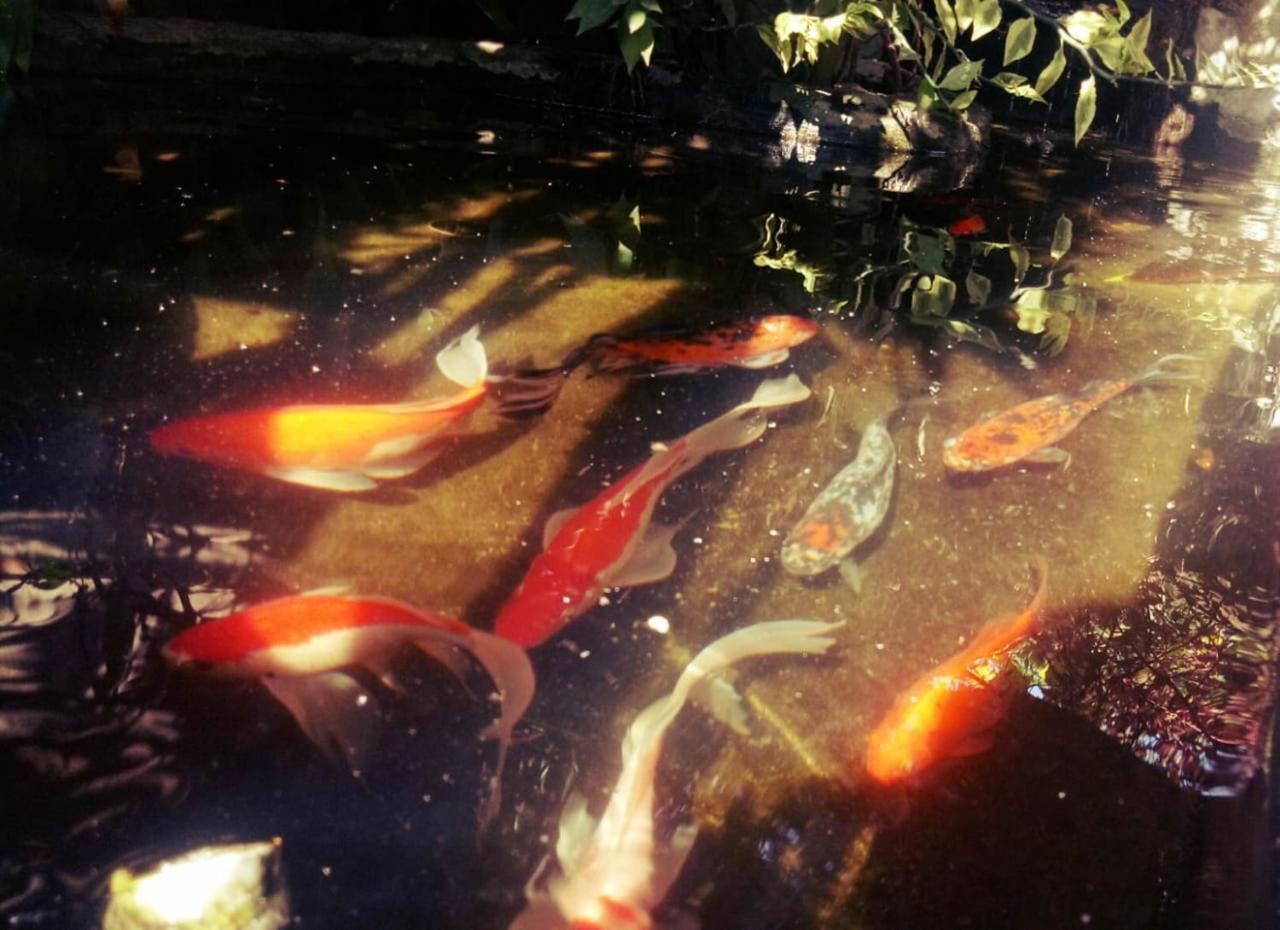 Pondok Ayu Homestay Ubud  Luaran gambar